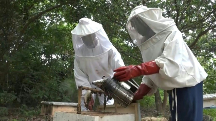 The art of beekeeping has spread swiftly in Assounvoue, Ivory Coast, in the heart of the world's top cocoa producer. Farmers started taking up honey-making to supplement their income -- and then also realised their primary crops did better when pollinated