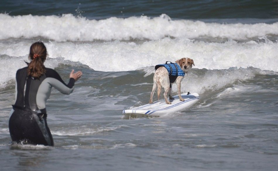 A dog rides a wave backwards towards its owner during the Loews Surf Dog Competition in Imperial Beach