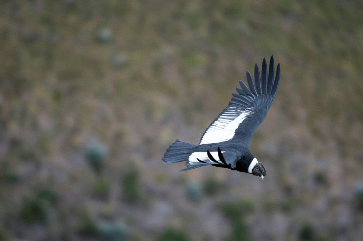 Bolivian authorities are investigating the death of 35 condors, who were believed to be poisoned and are part of an endangered species