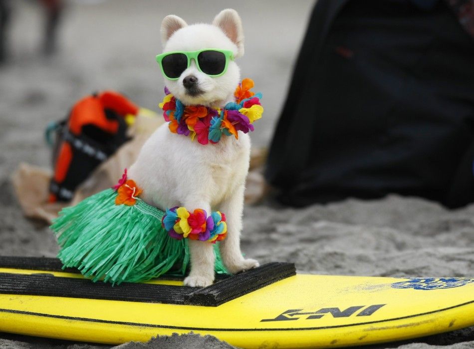 A six-year old Pomeranian named Bobby Gorgeous waits to compete in his 20lbs and under heat at the 4th annual Helen Woodward Animal Center quotSurf Dog Surf-A-Thonquot at dog beach in Del Mar