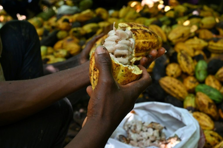 Ivory Coast is the biggest producer of cacao beans, the treasure that lies inside the pod of the Theobrama cacao tree