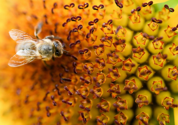 A large-scale study in Germany in 2017 was one of the first to raise global alarm bells about the plunge in insect populations