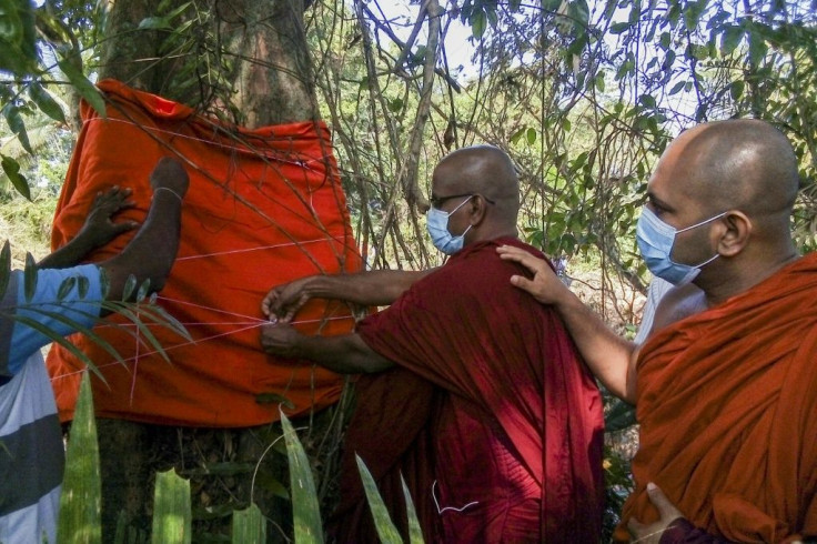 Buddhist monks tie a saffron robe around the trunk of the only known specimen of a Sri Lankan Legume or Crudia zeylanica tree