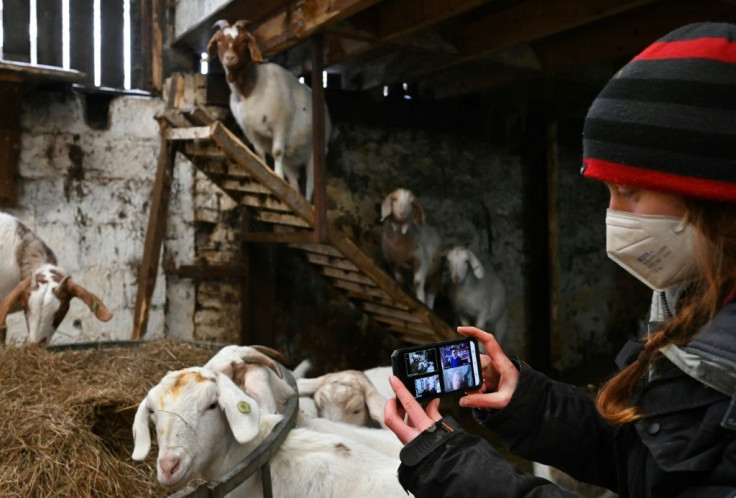 The farm in Lancashire, northwestern England, offers a five-minute Â appearance by a goat on any video-calling platform for Â£5 (nearly $7, 6 euros)Â 