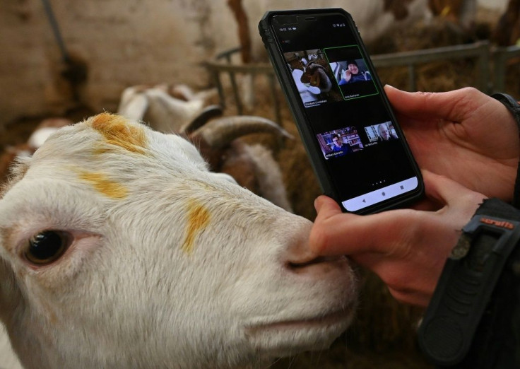 Farmer Dot McCarthy films one of her goats for a Zoom call at Cronkshaw Fold Farm