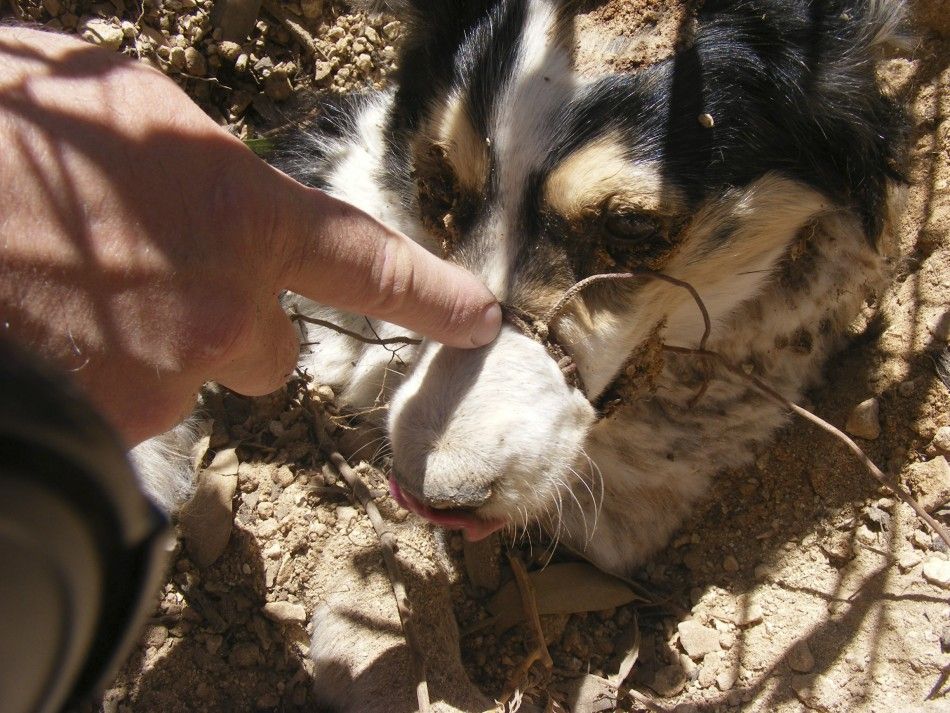 A dog with its snout bound by string is found by animal welfare officers in a field near Birzebbuga in the south of Malta