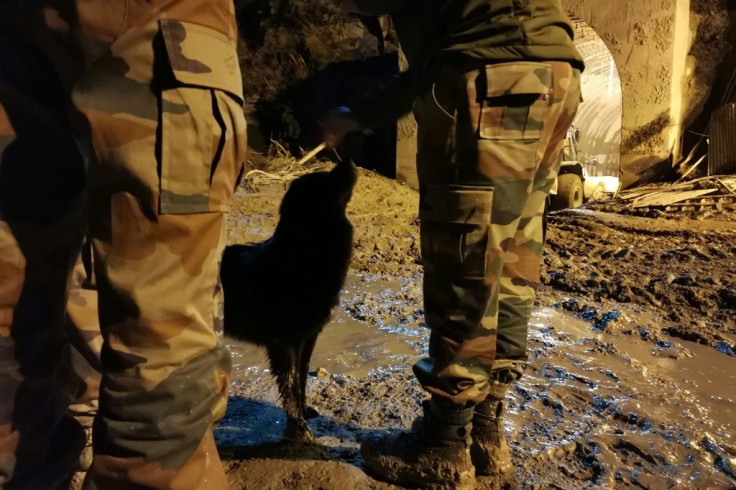 A stray dog who had befriended some of the plant's employees has refused to leave the entrance to the tunnel