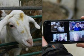 Bored on Zoom? Call a goat!