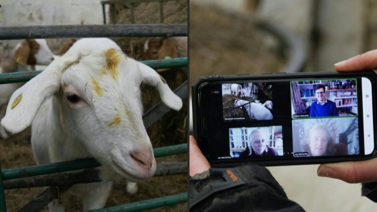 Bored on Zoom? Call a goat!