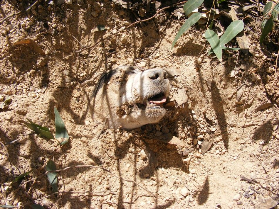 Dog buried alive found by animal welfare officers in a field near Birzebbuga in the south of Malta