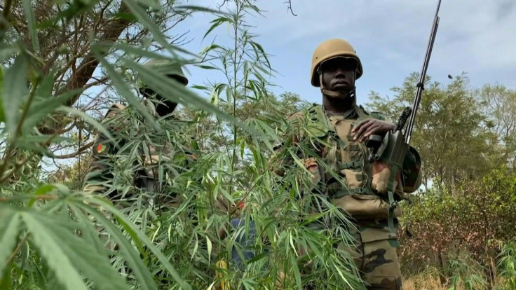 Senegalese army seizes cannabis fields and rebel forest bases