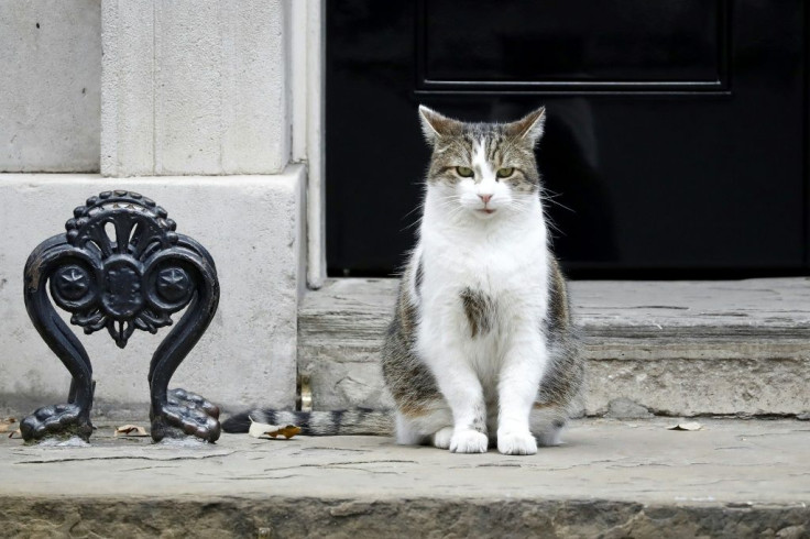 Larry the Cat arrived at 10 Downing Street on February 15, 2011, at the age of four