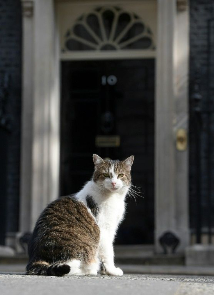 Chief Mouser Larry the Cat has served three prime ministers in his decade at Downing Street