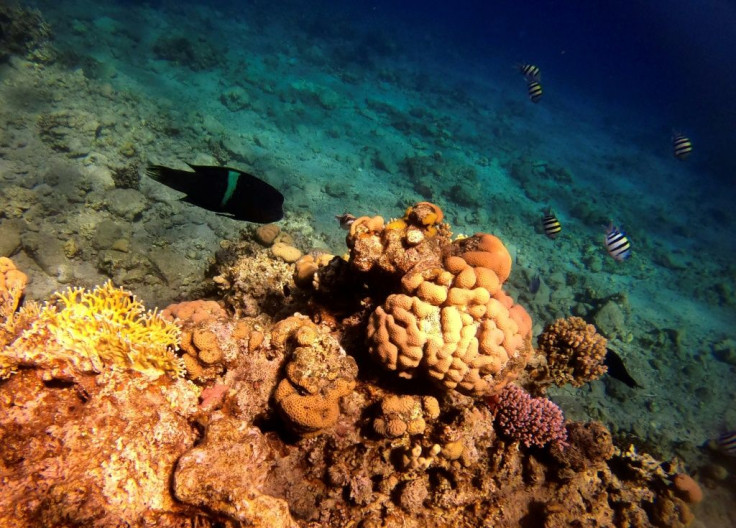 While coral populations around the world are under threat from bleaching caused by climate change, the reefs in Eilat have remained stable due to their unique heat resistance