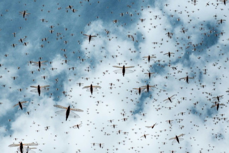 Swarm: Locusts have been cutting a devastating swathe across eastern Africa