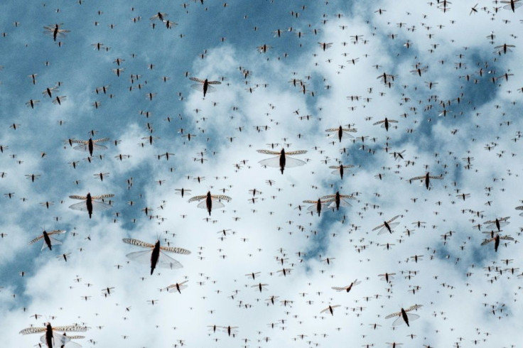 Swarm: Locusts have been cutting a devastating swathe across eastern Africa