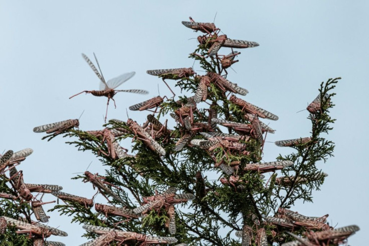 Desert locusts cover the tree tops in Meru, Kenya. The insects are pink in this early stage of development - and at their most voracious