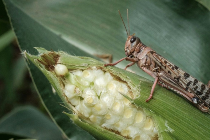 Harvest peril: A desert locust tucks into maize, or corn, in a field in Meru. The species eats its own weight in food every day