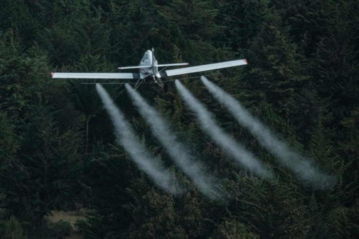 Air support: A plane sprays pesticides over locust-covered trees in Meru. The poison is not exclusive to pests, as bees, butterflies and other friendly insects are also killed. But it is designed to break down quickly and lose toxicity within a day