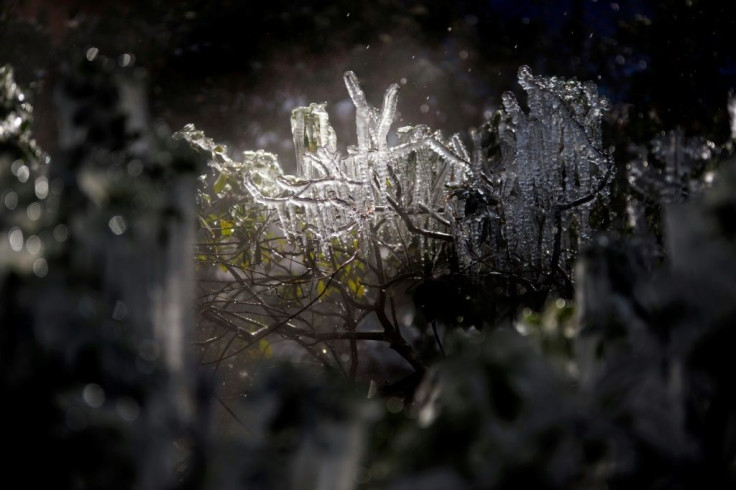 Icicles form on a bush in downtown Houston, Texas this week amid a nationwide cold snap