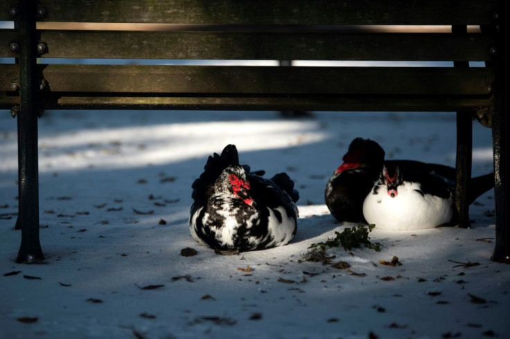 Ducks huddle under a Houston bench