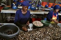 Armed with strict laws and an awareness campaign for planters, Ivory Coast is fighting the smuggling of cashew nuts