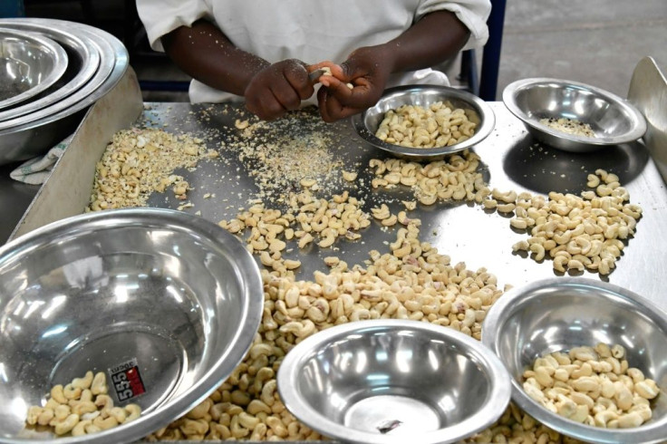 The kernel of the cashew is widely used in cooking and in cosmetics, while the resin from its shell is suitable for a surprising range of industrial uses