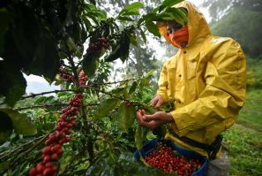 A man harvests coffee in the Santuario municipality, Risaralda department, Colombia, in May 2019