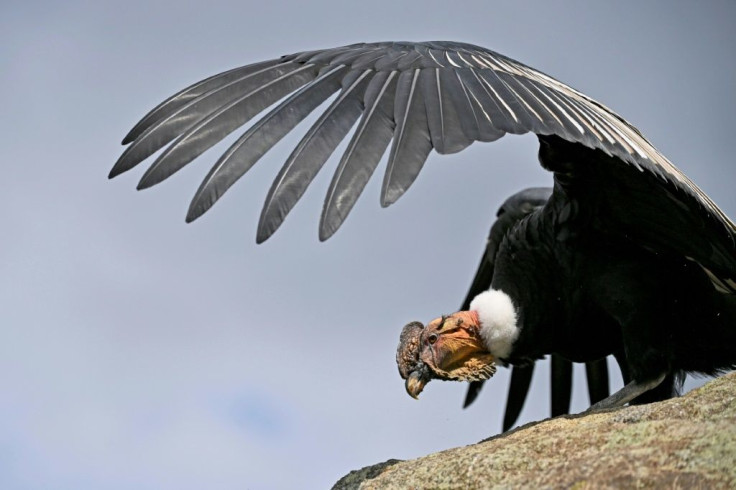 The Andean condor is one of the largest birds of prey in the world