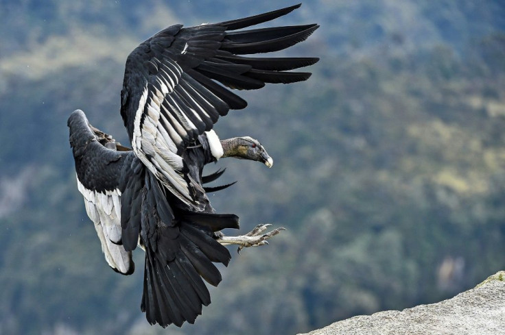 Experts believe there are just 130 condors left in the Colombian Andes