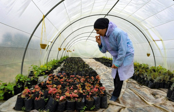 Sonia Ibidhi, a 42-year-old journalist who turned to organic farming, tastes some petals in the greenhouse of her small farm where she produces edible flowers, in the northwestern Tunisian coastal town of Tabarka
