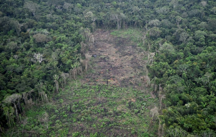In Colombia, deforestation of the Amazon has accelerated by 80 percent during Covid lockdown