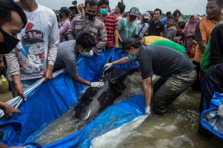 A rescue effort was launched after nearly 50 pilot whales were stranded on a beach in Indonesia; but the majority did not survive