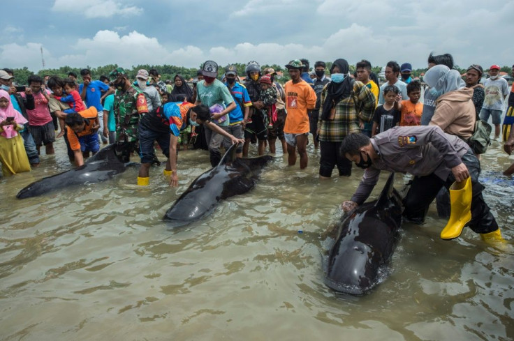 Large crowds gathered as rescuers tried to push the whales back out to sea, but in the end only three were saved