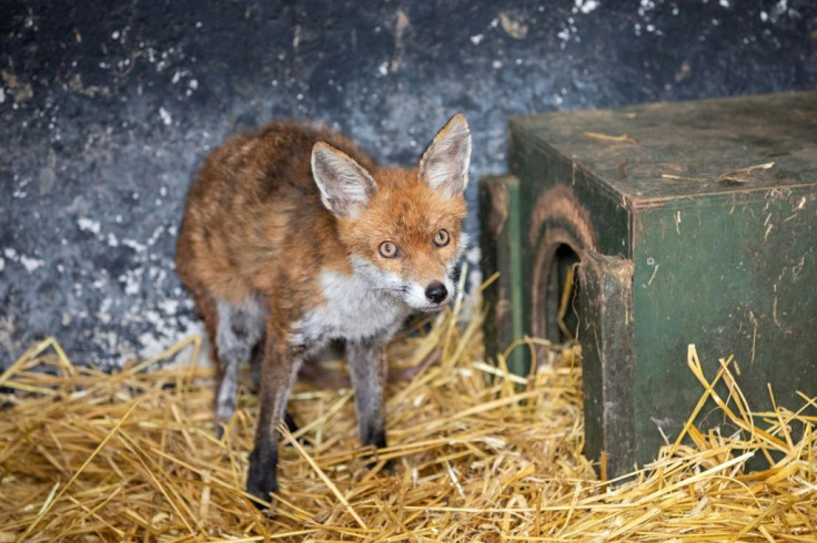 The facility is the first animal hospital in Ireland capable of caring for animals of any species, size or medical needs