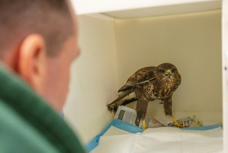 Since people have been spending more time walking in the countryside, there has been an increase in injured animals found