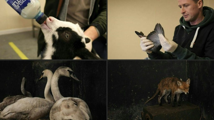 A baby goat, injured swans and a fox might not be the usual crowd in an Irish pub, but the Tara Na Ri tavern has become home to all these animals and more. After being shuttered by coronavirus lockdowns, the pub has been given a new lease of life as Irela