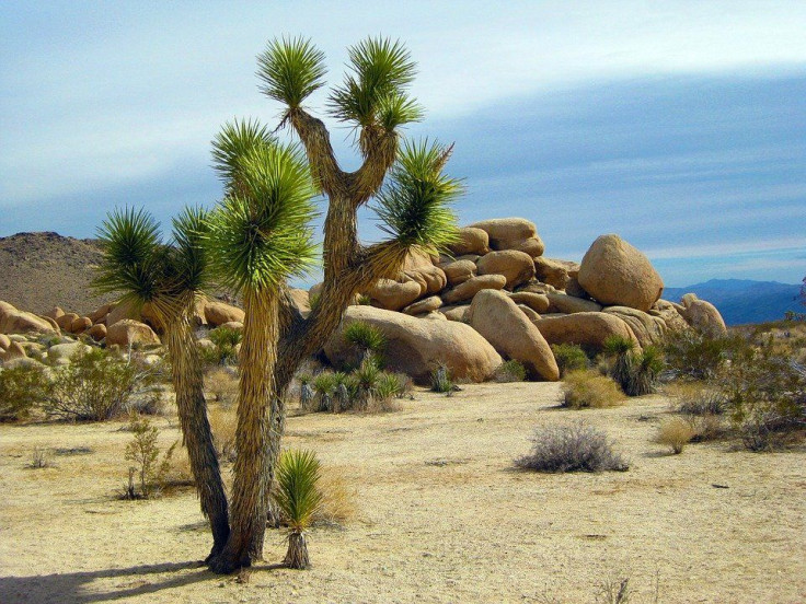 joshua-tree-