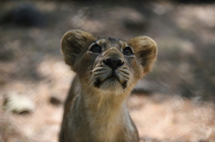 Asiatic lions were once found widely across southwest Asia