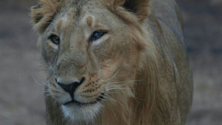 India's endangered lion prides