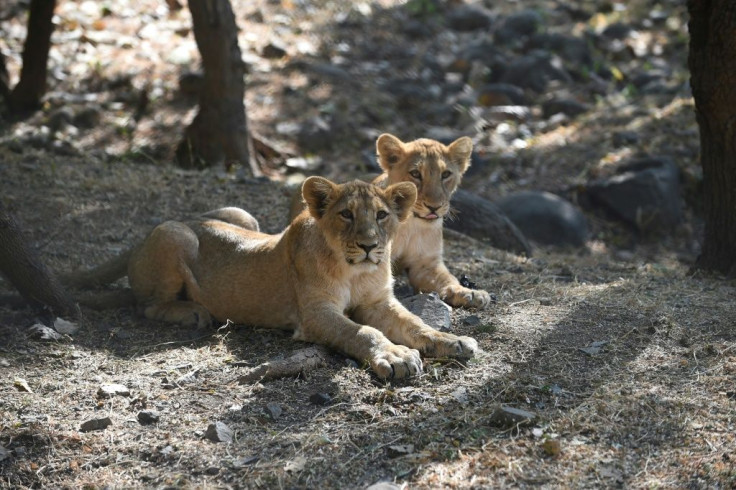 Hunting and human encroachment saw the Asiatic lion population plunge to just 20 by 1913