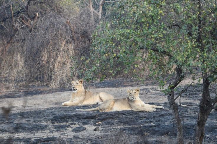 The lions have low genetic diversity due to their small population size