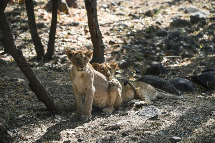 The sanctuary is now too small for its steadily growing lion population