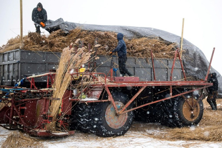 Reed harvesters use specially adapted machinery to gather their crop
