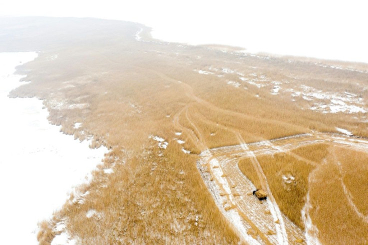 The crop is harvested along the banks of the Vistula River lagoon