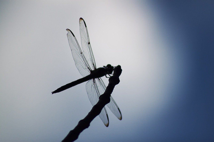 Dragonfly