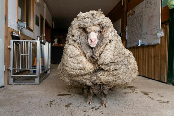 This photo from Edgar's Mission 2021 shows "Baarack", a wild sheep who was found wandering the wilderness of the Australian bush