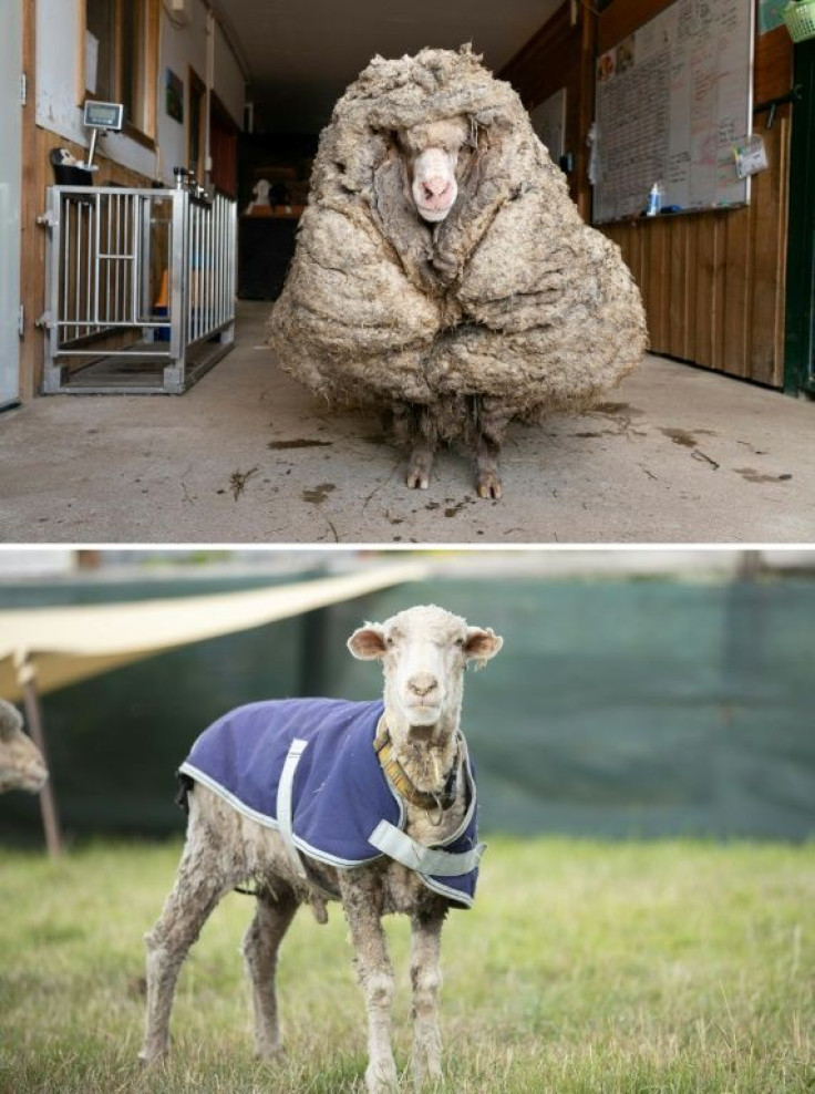 Baarack's shearing has given him a new fleece of life