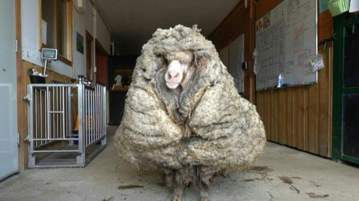 A wild sheep found wandering the wilderness of the Australian bush has been sheared of a huge 35-kilogram (77-pound) coat after an estimated five years of unchecked growth.