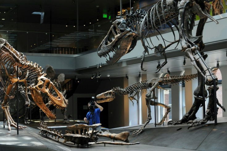 A cameraman sets up a shot of a Tyrannosaurus rex "Growth Series" featuring a baby (C), juvenile (L) and young adult T. rex (R), in the Dinosaur Hall permanent exhibition at the Natural History Museum of Los Angeles